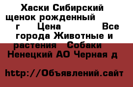 Хаски Сибирский (щенок рожденный 20.03.2017г.) › Цена ­ 25 000 - Все города Животные и растения » Собаки   . Ненецкий АО,Черная д.